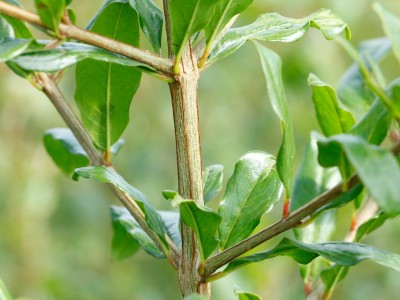 供应软籽盆栽石榴苗 当年开花结果石榴苗 泰山红石榴苗图3