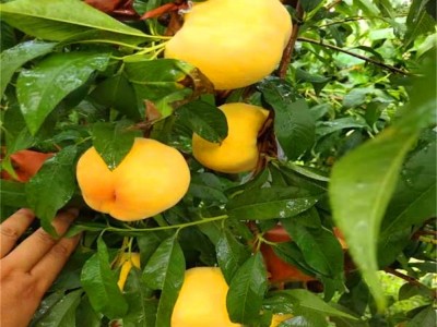 安徽桃树苗嫁接苗水蜜桃冬桃苗黄桃苗早中晚熟南北方种植山东桃苗图4