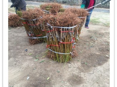 安徽桃树苗嫁接苗水蜜桃冬桃苗黄桃苗早中晚熟南北方种植山东桃苗图5
