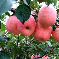 厂家直销优良苹果苗 松脆味甜可口 当年结果苹果苗