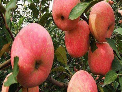厂家直销优良苹果苗 松脆味甜可口 当年结果苹果苗图3