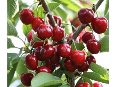 现货供应嫁接樱桃苗 大樱桃苗 南北方种植当年结果樱桃苗图4