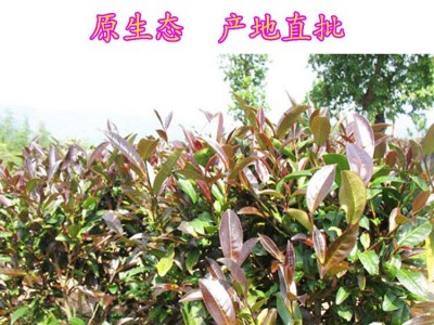 紫茶生茶散茶云南普洱茶2021年紫芽茶农民茶叶合作社原产地批发图2