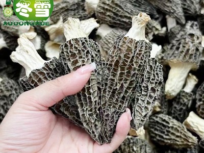 【福利款羊肚菌】大货直批食用菌食材一件代发淘宝货源诚招代理图2