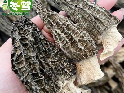【一级羊肚菌】产地大货直批一件代发淘宝货源食材食用菌诚招代理图2