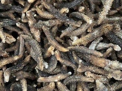 200头黑刺秃足干刺黄参小刺参散装米刺有刺海参佛跳墙500g1斤代发图3
