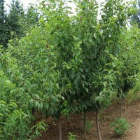 自家培育的品种多样味馨李子树 出售品种多样风味皇后李子树