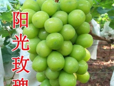 自家培育的阳光玫瑰葡萄树5BB砧木夏黑砧木阳光玫瑰葡萄树图2