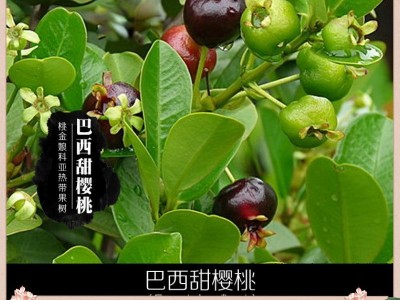 苗圃直供优质巴西甜樱桃苗绿色植物盆栽花卉绿植庭院果树苗图3