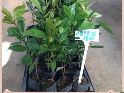 苗圃直供优质巴西甜樱桃苗绿色植物盆栽花卉绿植庭院果树苗图2