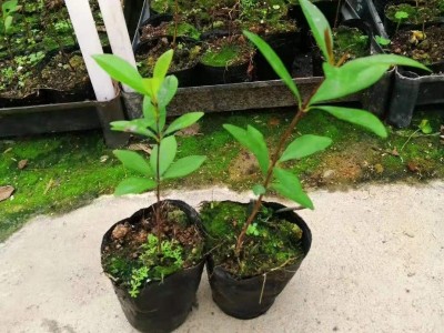 苗圃直供优质巴西甜樱桃苗绿色植物盆栽花卉绿植庭院果树苗图5