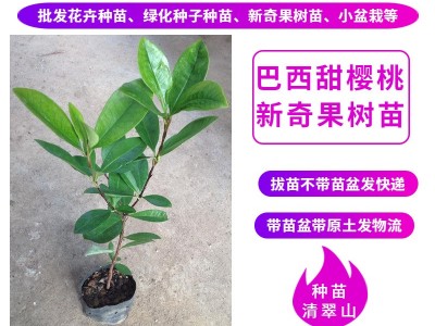 苗圃直供优质巴西甜樱桃苗绿色植物盆栽花卉绿植庭院果树苗图4