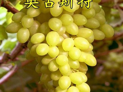 葡萄苗树苗 奥古斯特葡萄苗 果树苗玫瑰香味庭院四季盆栽种植早熟图2