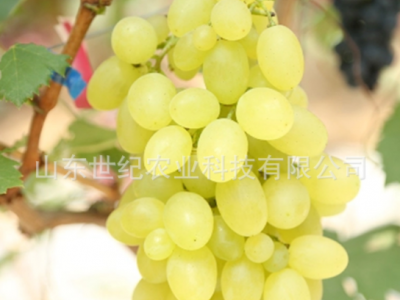 葡萄苗树苗 奥古斯特葡萄苗 果树苗玫瑰香味庭院四季盆栽种植早熟图4