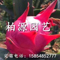 山东红心火龙果供应2公分台湾红心火龙果苗大量出售 质优价廉