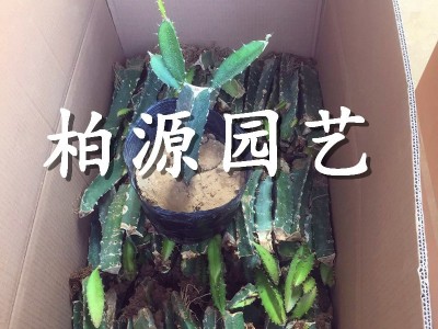山东红心火龙果供应2公分台湾红心火龙果苗大量出售 质优价廉图2
