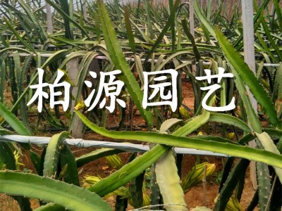 山东红心火龙果供应2公分台湾红心火龙果苗大量出售 质优价廉图4