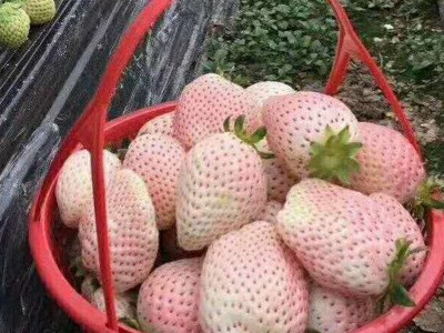 白草莓品种批发 量大包邮 京郊小白草莓 白雪公主草莓苗 桃熏草莓图2