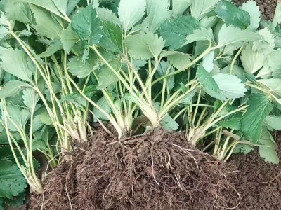 白草莓品种批发 量大包邮 京郊小白草莓 白雪公主草莓苗 桃熏草莓图5