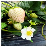 白草莓品种批发 量大包邮 京郊小白草莓 白雪公主草莓苗 桃熏草莓