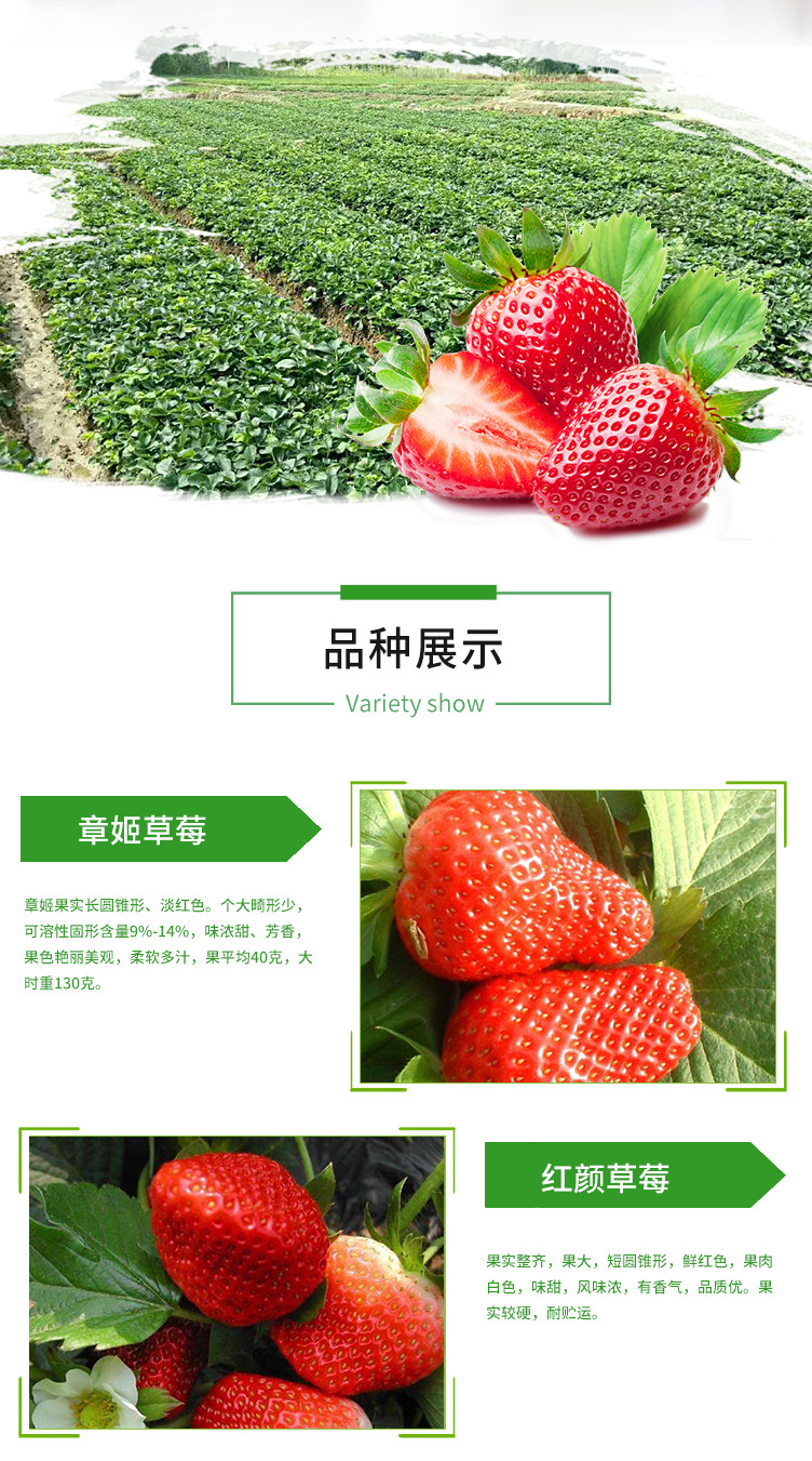 草莓苗_02.jpg