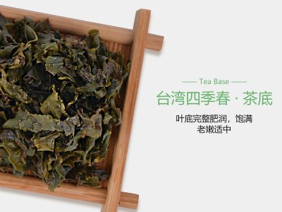 台湾四季春乌龙茶 奶茶店乌龙茶 青茶奶茶店果茶奶盖茶茶底图5