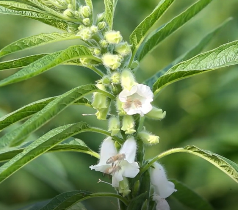 阿里熟芝麻7