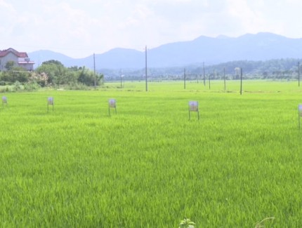 罗田县农业农村局：藏粮于技 让粮食生产更安全