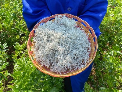 【茶厂批发】莓茶张家界芽尖霉茶茅岩霉茶非永顺恩施土家藤茶250g图3