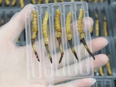 繁育鲜草预售新鲜冬虫夏草现货批发头期鲜虫草滋补品人工冬虫夏草图3
