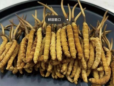 繁育鲜草预售新鲜冬虫夏草现货批发头期鲜虫草滋补品人工冬虫夏草图2