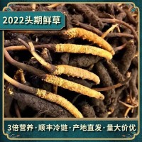 繁育鲜草预售新鲜冬虫夏草现货批发头期鲜虫草滋补品人工冬虫夏草