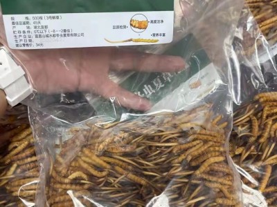 繁育鲜草预售新鲜冬虫夏草现货批发头期鲜虫草滋补品人工冬虫夏草图4
