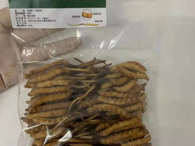 繁育鲜草预售新鲜冬虫夏草现货批发头期鲜虫草滋补品人工冬虫夏草图5