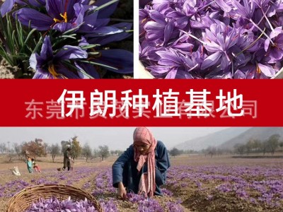 大量批发藏红花散装特级西红花滋补品一级西藏红花直播带货代发图2
