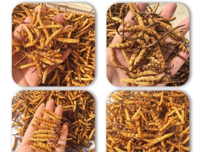 直供冬虫夏草大货批发 虫草礼盒装现货 无断冻干东阳光冬虫草批发图3