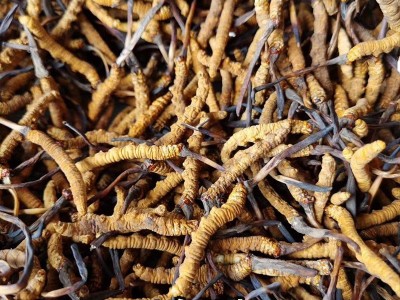 直供冬虫夏草大货批发 虫草礼盒装现货 无断冻干东阳光冬虫草批发图5