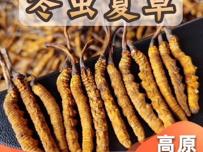 直供冬虫夏草大货批发 虫草礼盒装现货 无断冻干东阳光冬虫草批发图1