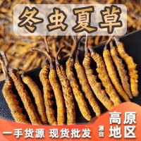 直供冬虫夏草大货批发 虫草礼盒装现货 无断冻干东阳光冬虫草批发