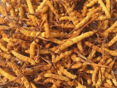 直供冬虫夏草大货批发 虫草礼盒装现货 无断冻干东阳光冬虫草批发图4