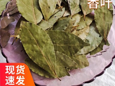 产地货源现货香叶大片月桂叶增味提香火锅炖肉调味香辛料批发图1
