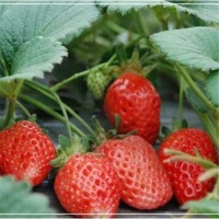 现货章姬 红颜丰香草莓苗 批发价格 大棚露天均可种植草莓苗