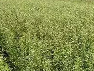 现挖现卖突尼斯软籽石榴树苗 软籽石榴树苗 3-4公分石榴树苗图4