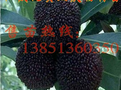 批发水晶杨梅苗东魁杨梅树苗 黑炭杨梅苗白杨梅树苗荸荠杨梅图4