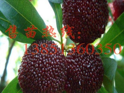 批发水晶杨梅苗东魁杨梅树苗 黑炭杨梅苗白杨梅树苗荸荠杨梅图2