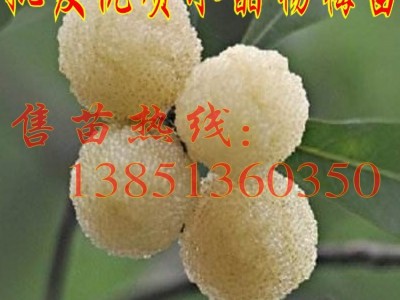 批发水晶杨梅苗东魁杨梅树苗 黑炭杨梅苗白杨梅树苗荸荠杨梅图3