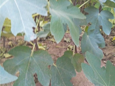 出售波姬红无花果树苗 品种全 可盆栽地栽 1公分2公分无花果树苗图3