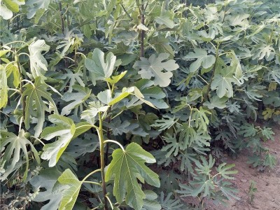 出售波姬红无花果树苗 品种全 可盆栽地栽 1公分2公分无花果树苗图4