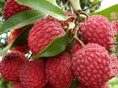 无核荔枝树苗 四季嫁接苗荔枝苗水果苗 当年结果南北方种植果树苗图3