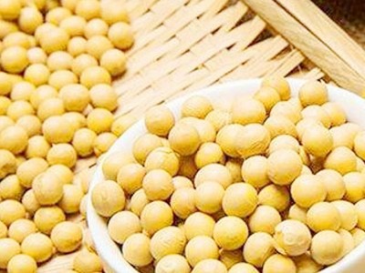 黑龙江产地直销批发出口黄豆油豆含油量高高色选35kg/袋图2